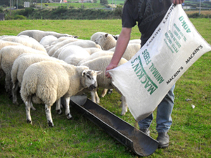 alfalfa animal feed