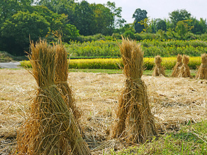 crop straw