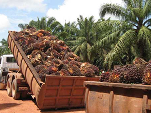 Empty Fruit Bunch Shredder, EFB Fiber Crushing Machine